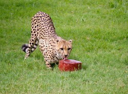 Holiday Inn Express & Suites - Phoenix - Airport North, an IHG Hotel