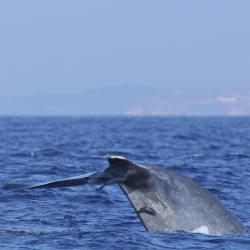 Whale Watching Mirissa, Mirissa Accommodation Texas