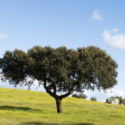 Alentejo Accommodation Texas