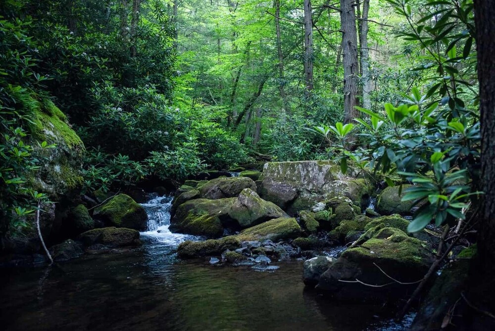Tentrr A Creek Runs Through It Campsite - thumb 5
