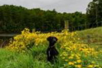 Ararat Va Accommodation Texas