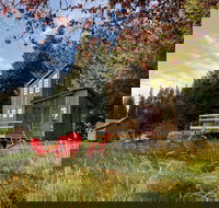 Clydesdale Outpost - Accommodation Texas