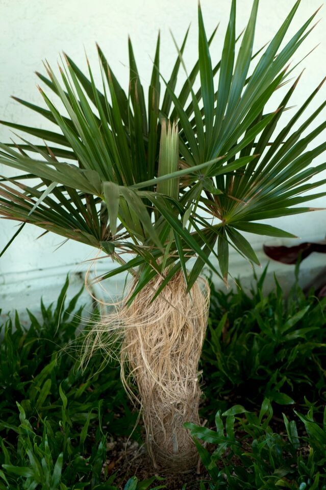 Coconut Palm Inn - thumb 2