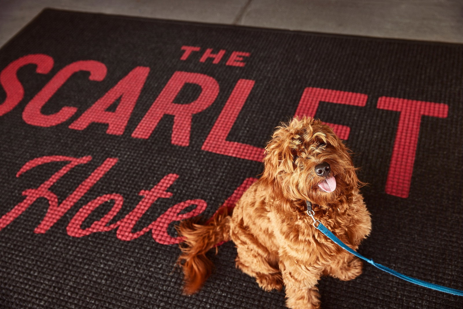 The Scarlet, A Tribute Portfolio Hotel - thumb 14