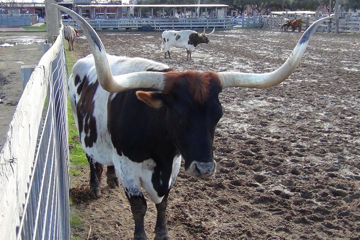 Small-Group Dallas And Fort Worth City Sightseeing Tour - thumb 3