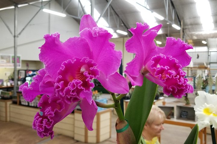 Volcanoes National Park Tour - thumb 2