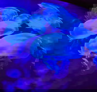 Shark Reef at Mandalay Bay Hotel and Casino - Accommodation Texas