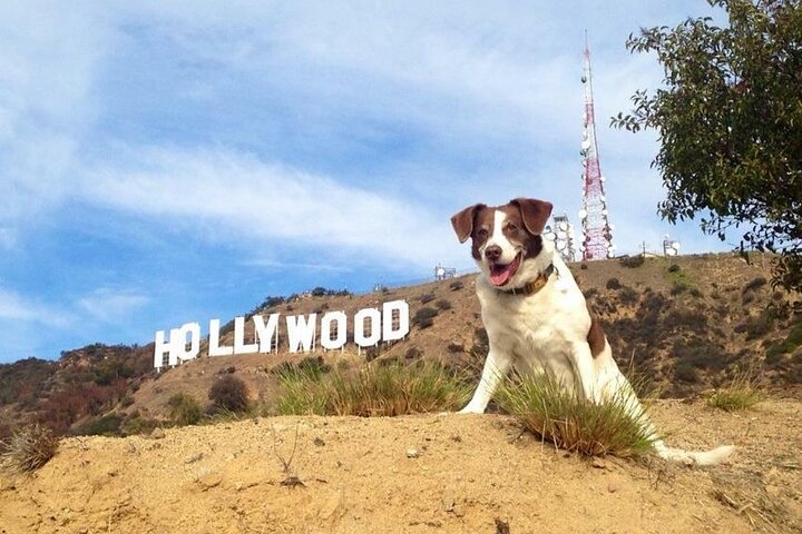 Official Hollywood Sign Hike: Walk To The Hollywood Sign - thumb 2