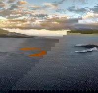 Maui Whale Watching -Private- Air Tour Spectacular Humpbacks Seen from Above - Accommodation Texas