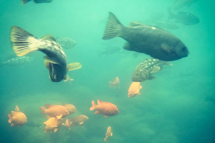 45 Minute Semi-Submarine Tour Of Catalina Island From Avalon - thumb 5