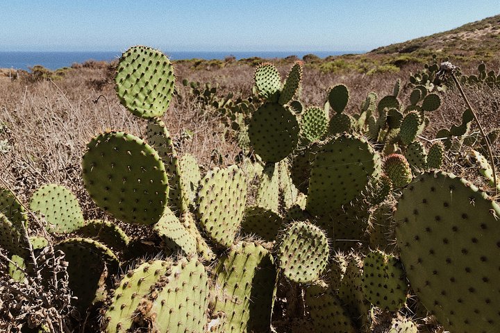 Vintage VW Hippie Tour To Malibu With Wine Tasting - thumb 3