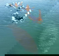 Manatee Snorkeling Tours - Accommodation Texas