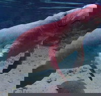 Swim with the Manatees Includes In-Water Guide/Photographer - Accommodation Texas