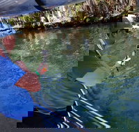 Manatee Viewing Cruise - Accommodation Texas