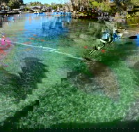 All Clear Kayak Manatee Viewing Ecotour With Local Guide - Accommodation Texas