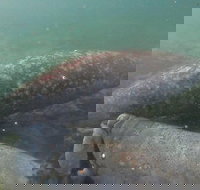 Swim With Manatees In Crystal River Florida - Accommodation Texas