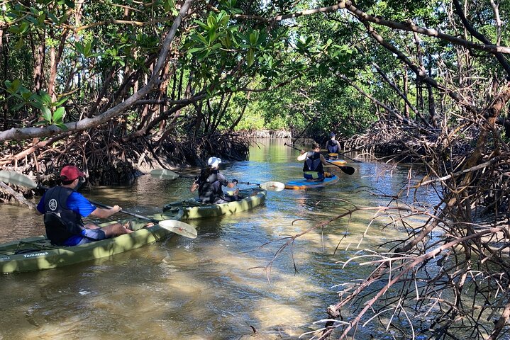 Mangrove Tunnels Eco Tour (Kayak & Paddle Board) - thumb 4