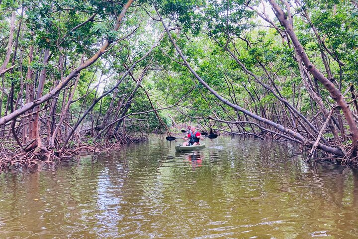 Mangrove Tunnels Eco Tour (Kayak & Paddle Board) - thumb 5