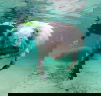 Manatee Snorkel Tour with In-Water Divemaster/Photographer - Accommodation Texas