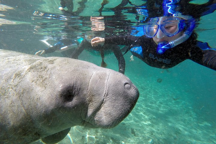 Manatee Snorkel Tour With In-Water Divemaster/Photographer - thumb 2