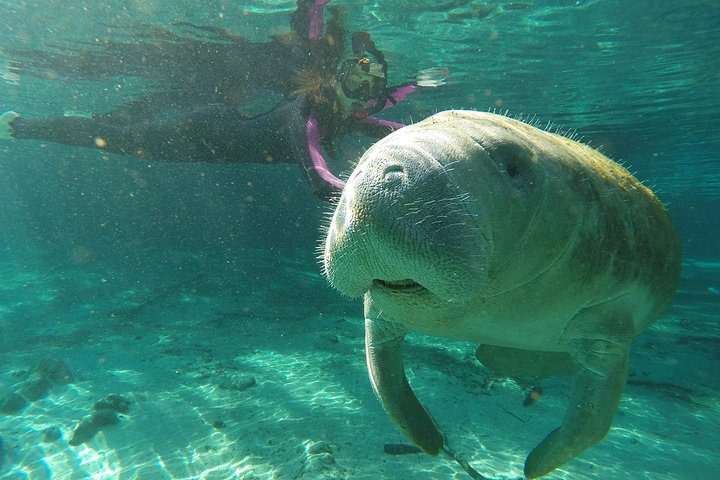 Manatee Snorkel Tour With In-Water Divemaster/Photographer - thumb 3