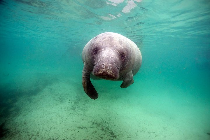 Manatee Snorkel Tour With In-Water Divemaster/Photographer - thumb 4