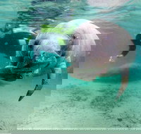 Small group Manatee Tour with In-Water Divemaster/Photographer - Accommodation Texas