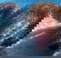 Small Group VIP Manatee Pontoon Tour - Accommodation Texas