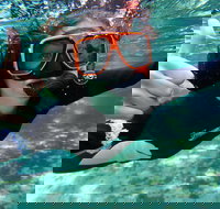 Crystal River Manatee Swim in Kings Bay National Wildlife Refuge - Accommodation Texas