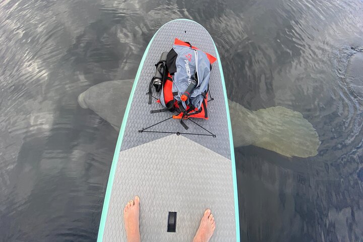 Manatees Paddle Board Or Kayak Adventure At Blue Spring - thumb 0