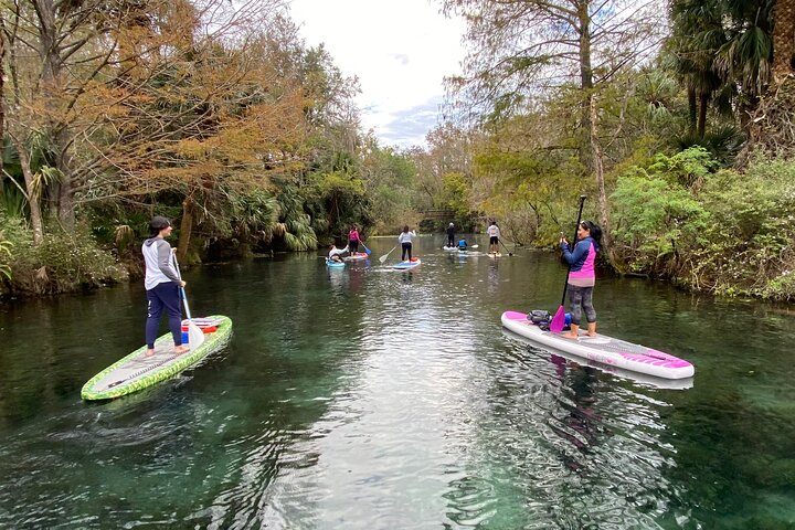 Manatees Paddle Board Or Kayak Adventure At Blue Spring - thumb 2