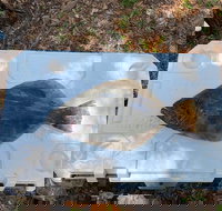 Flounder Gigging and Bowfishing Night Charter - Accommodation Texas