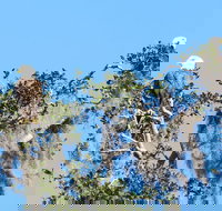 Florida Wildlife Kayaking Tour through Blue Spring - Accommodation Texas