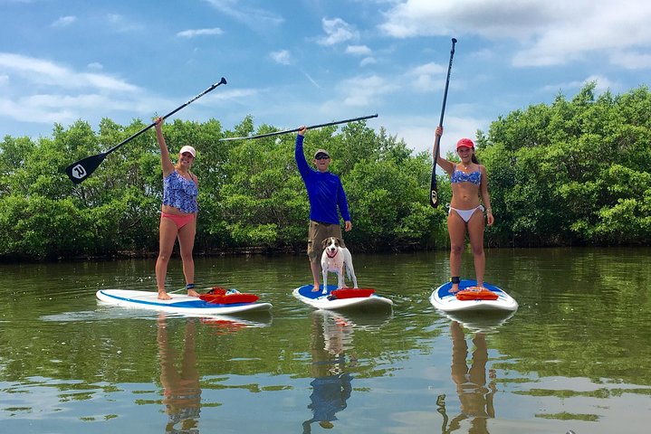 Paddle Board Or Kayak Eco Dolphin Manatee Tour - thumb 0