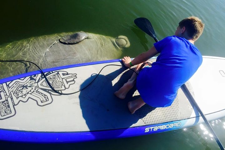Paddle Board Or Kayak Eco Dolphin Manatee Tour - thumb 2