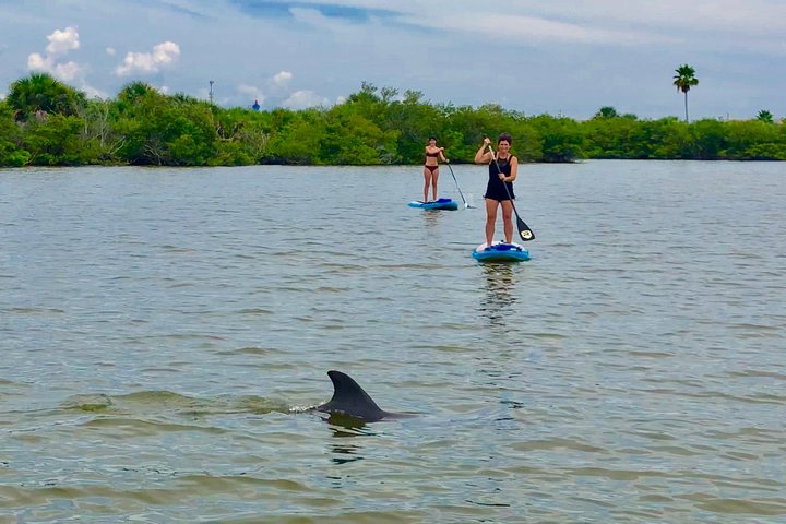 Paddle Board Or Kayak Eco Dolphin Manatee Tour - thumb 3