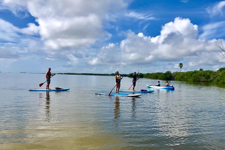 Paddle Board Or Kayak Eco Dolphin Manatee Tour - thumb 4