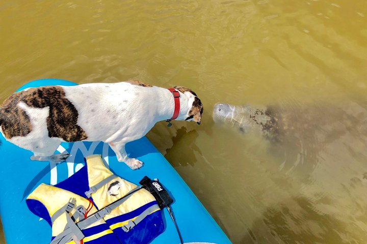 Paddle Board Or Kayak Eco Dolphin Manatee Tour - thumb 5