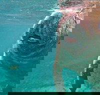 Self Drive Swim with Manatees on the Crystal River - Accommodation Texas