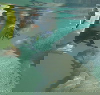 Deluxe Manatee Swim Tour - Accommodation Texas