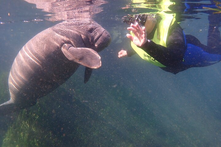 Manatees And Rainbow River By SCUBA Or Snorkel - thumb 0