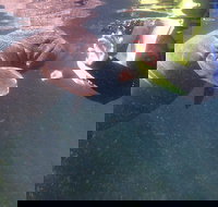 Manatees and Rainbow River by SCUBA or Snorkel - Accommodation Texas