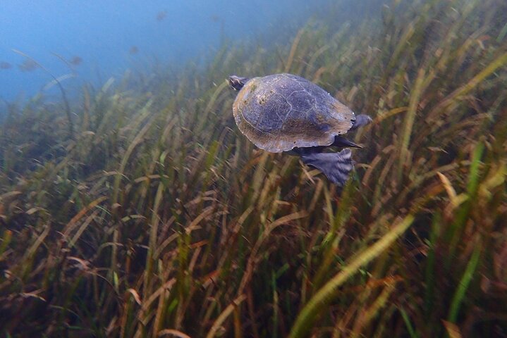 Manatees And Rainbow River By SCUBA Or Snorkel - thumb 2