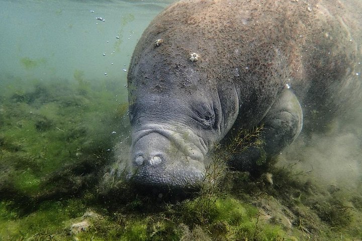 Manatees And Rainbow River By SCUBA Or Snorkel - thumb 4