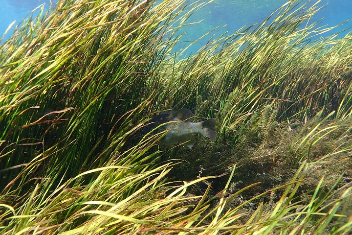 Manatees And Rainbow River By SCUBA Or Snorkel - thumb 5