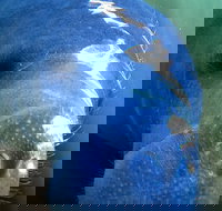 Encounter Manatee while Kayaking at Blue Springs State Park - Accommodation Texas