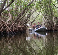 1 Mangrove Tunnel Manatee  Dolphin Kayak Tour Fin Expeditions of Cocoa Beach - Accommodation Texas
