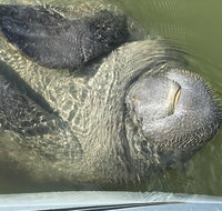 Mangrove Tunnels Manatee and Dolphin Sunset kayak tour with Fin Expeditions - Accommodation Texas