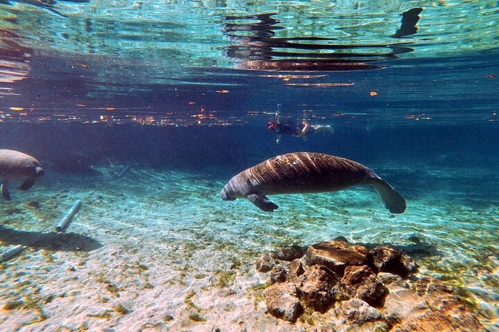 Manatees Paddle Board Or Kayak Adventure At Silver Springs - thumb 5