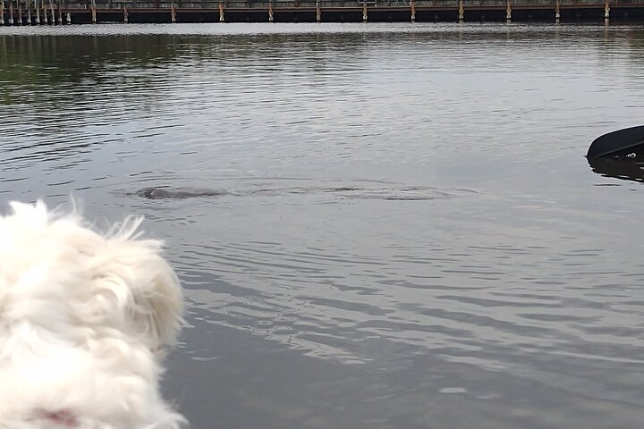 Manatee Cove 1-Hour Single Kayak Rental - thumb 4